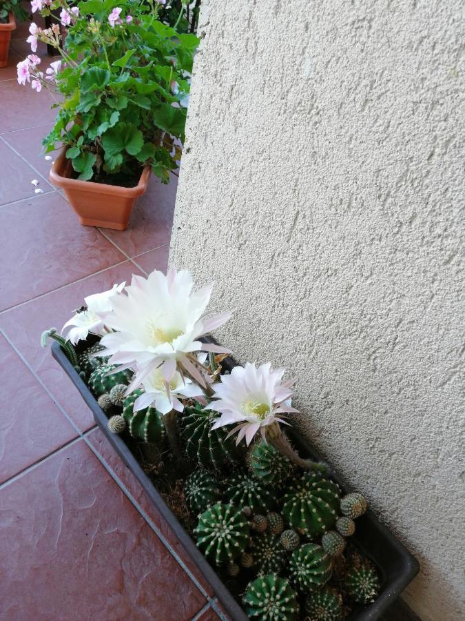 Bed and Breakfast Kolpinghaus Caransebeş Exterior foto